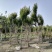 自家苗圃供应紫薇牌坊造型紫薇门造型基地直销一手货源