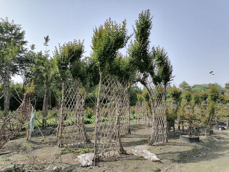自家苗圃供应紫薇牌坊造型紫薇门造型基地直销一手货源