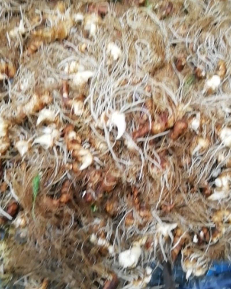 皖南野生重楼，粉质高杆七叶一枝花，足干，无任何添加