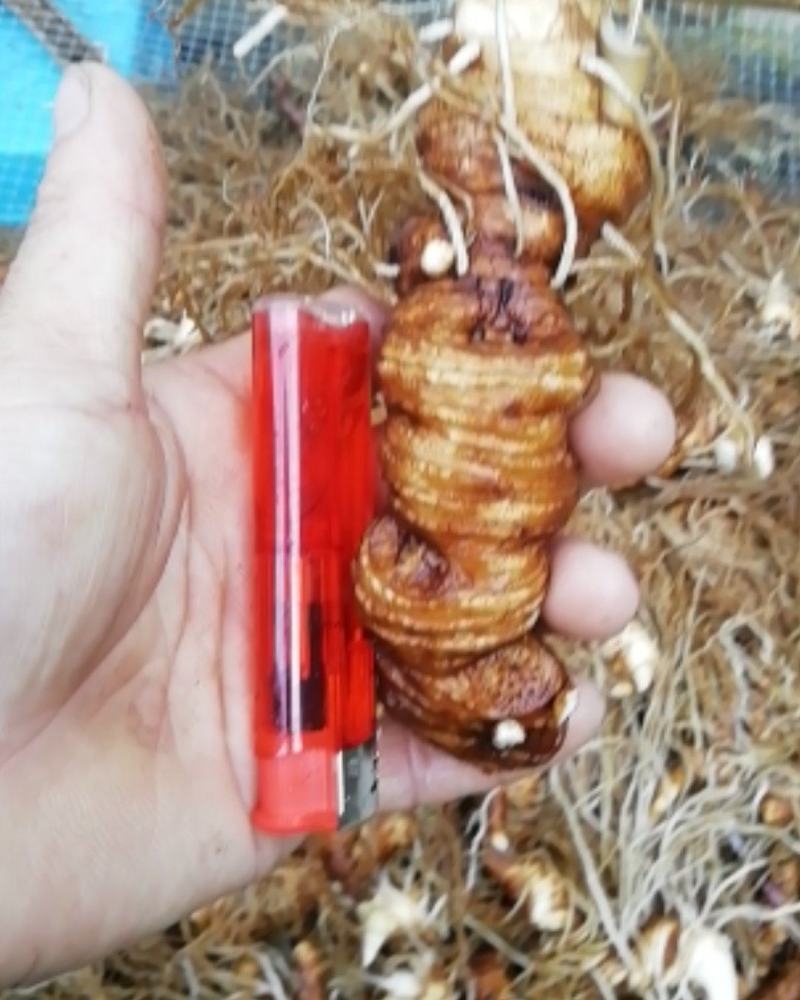 皖南野生重楼，粉质高杆七叶一枝花，足干，无任何添加