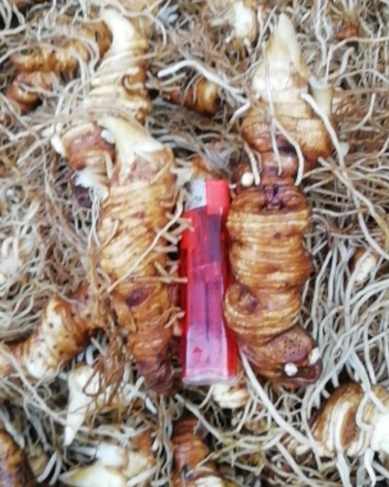 皖南野生重楼，粉质高杆七叶一枝花，足干，无任何添加
