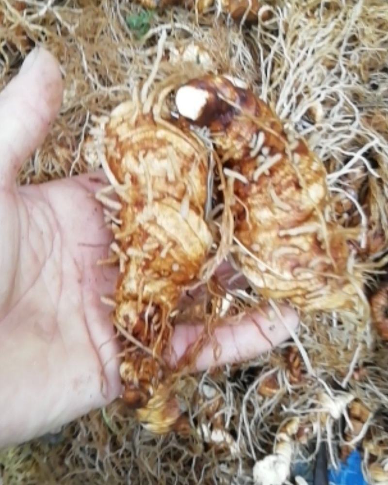 皖南野生重楼，粉质高杆七叶一枝花，足干，无任何添加