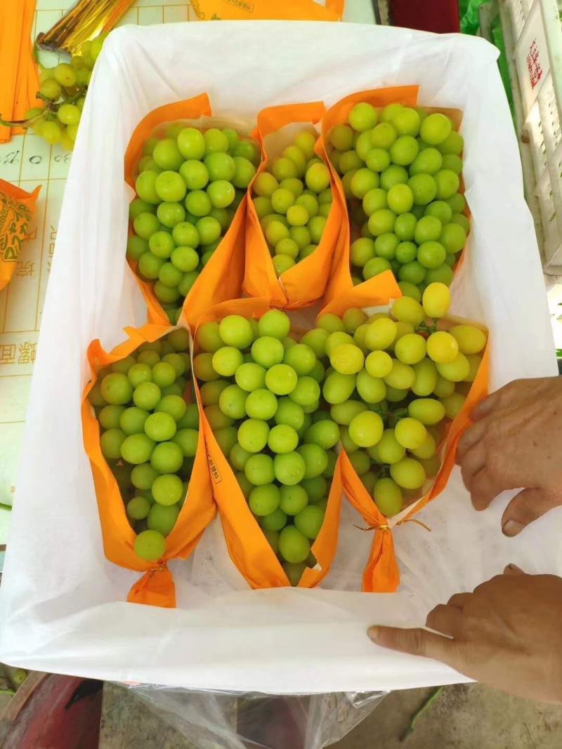 【精品】阳光玫瑰大量上市颗粒饱满口感甜