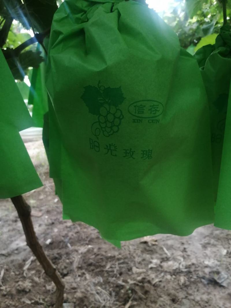 【精品】阳光玫瑰大量上市颗粒饱满口感甜