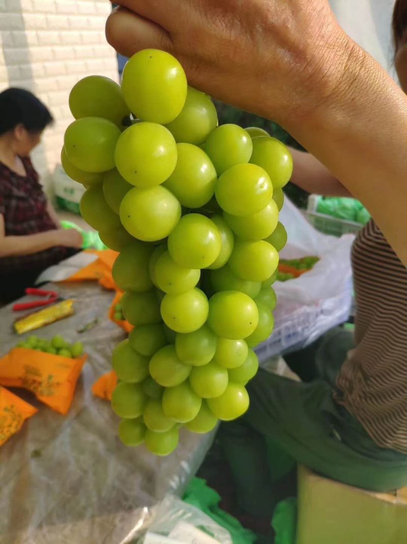 【精品】阳光玫瑰大量上市颗粒饱满口感甜