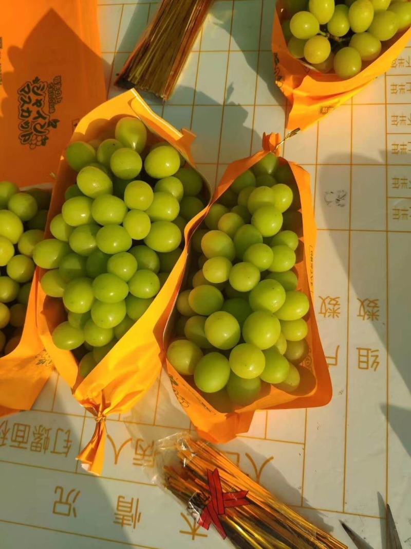 【精品】阳光玫瑰大量上市颗粒饱满口感甜