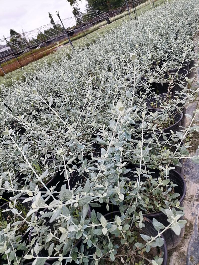 水果兰杯苗价格，成都水果兰实拍图片，水果兰批发价，郫县