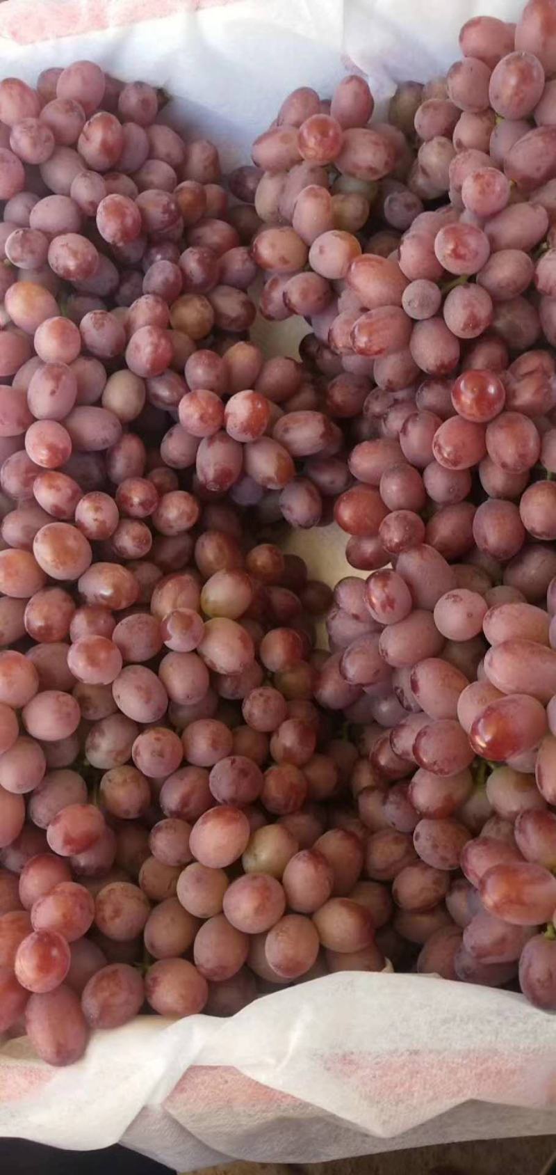 【精品】红提葡萄大量上市颗粒饱满甜度高产地直销