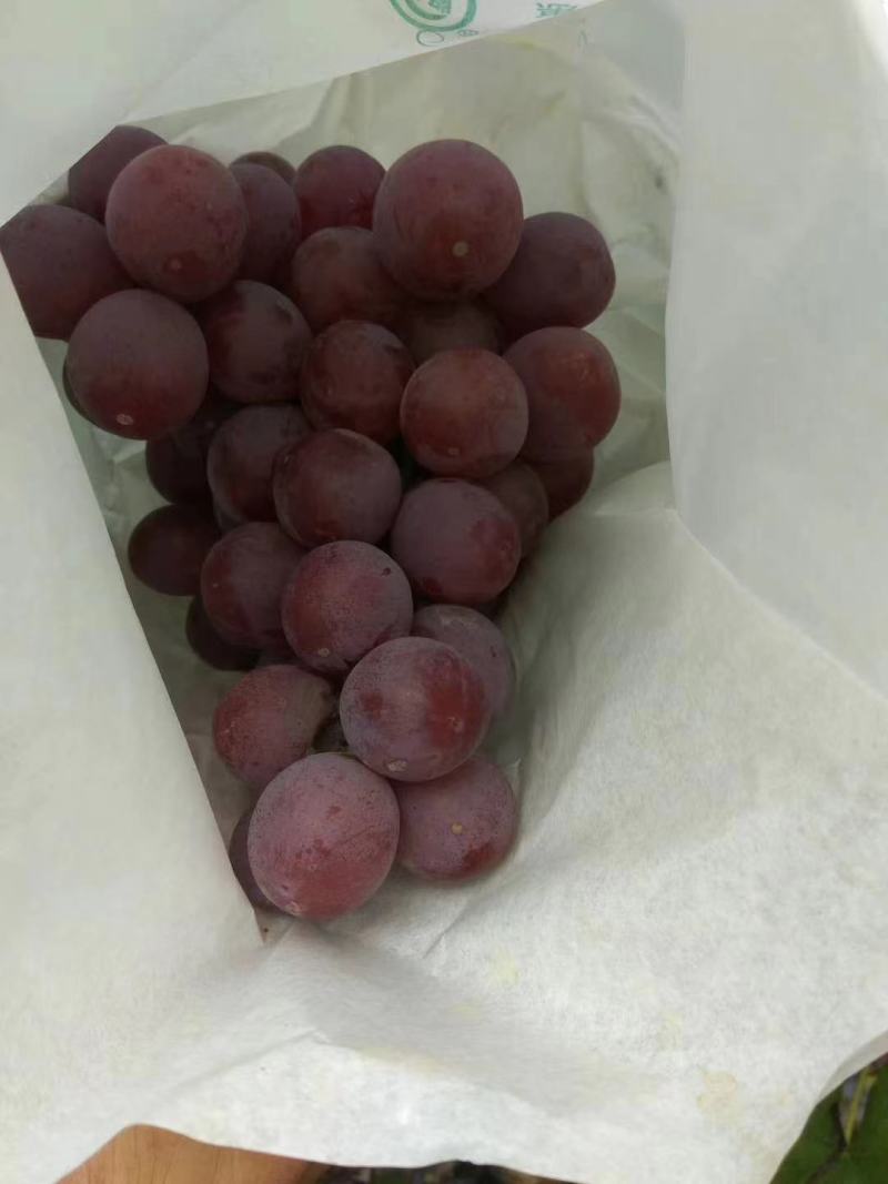 【精品】红提葡萄大量上市颗粒饱满甜度高产地直销