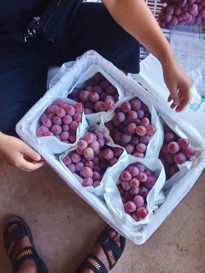 【精品】红提葡萄大量上市颗粒饱满甜度高产地直销