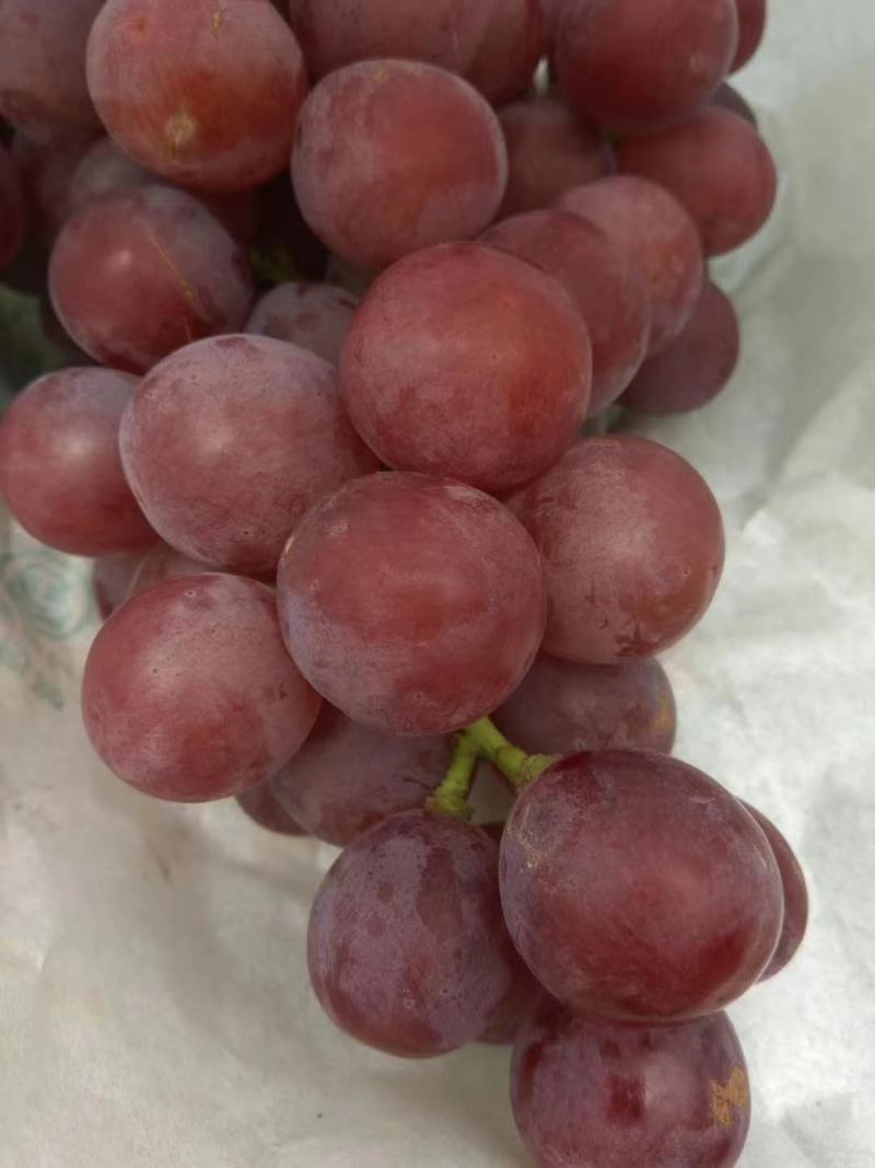 【精品】红提葡萄大量上市颗粒饱满甜度高产地直销