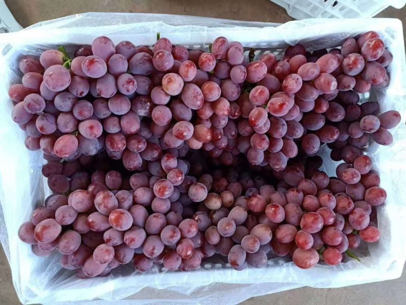【精品】红提葡萄大量上市颗粒饱满甜度高产地直销