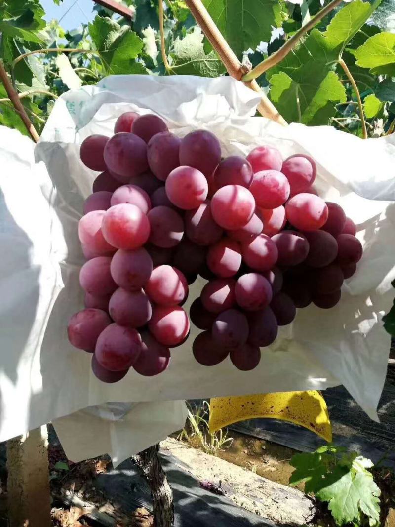 【精品】红提葡萄大量上市颗粒饱满甜度高产地直销