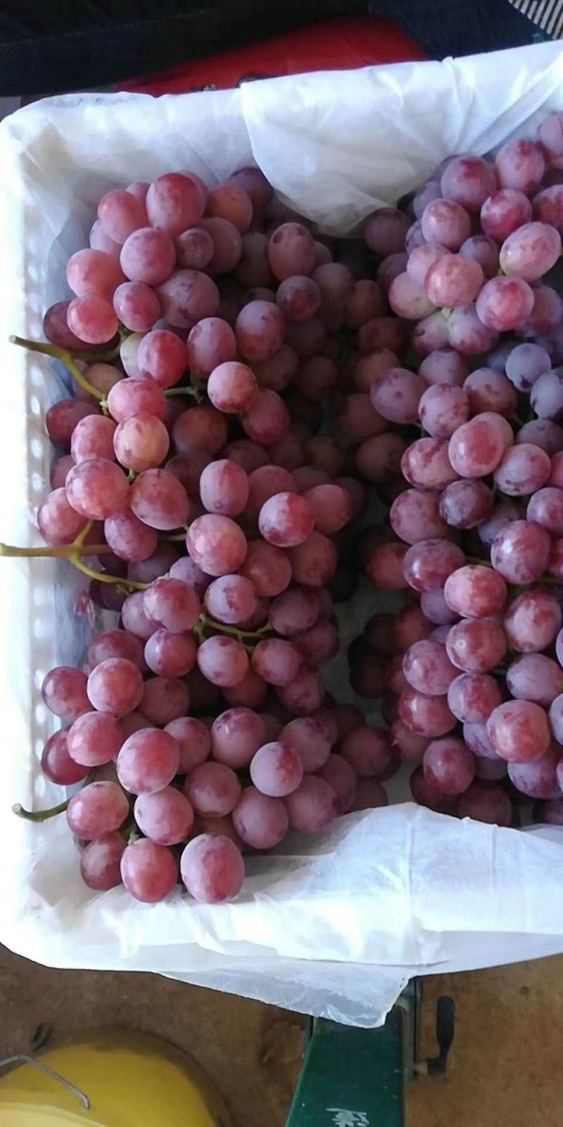 【精品】红提葡萄大量上市颗粒饱满甜度高产地直销