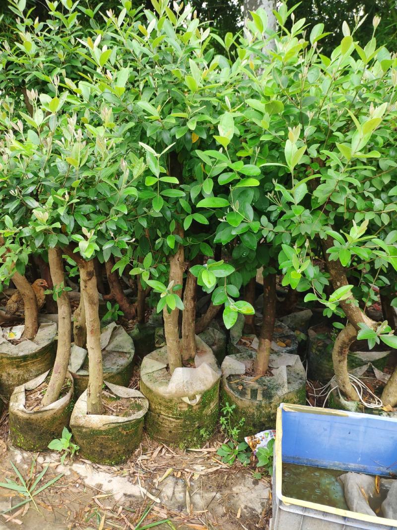 桃金娘苗捻子苗山捻子苗大苗5到15年苗当年结果盆栽风景树