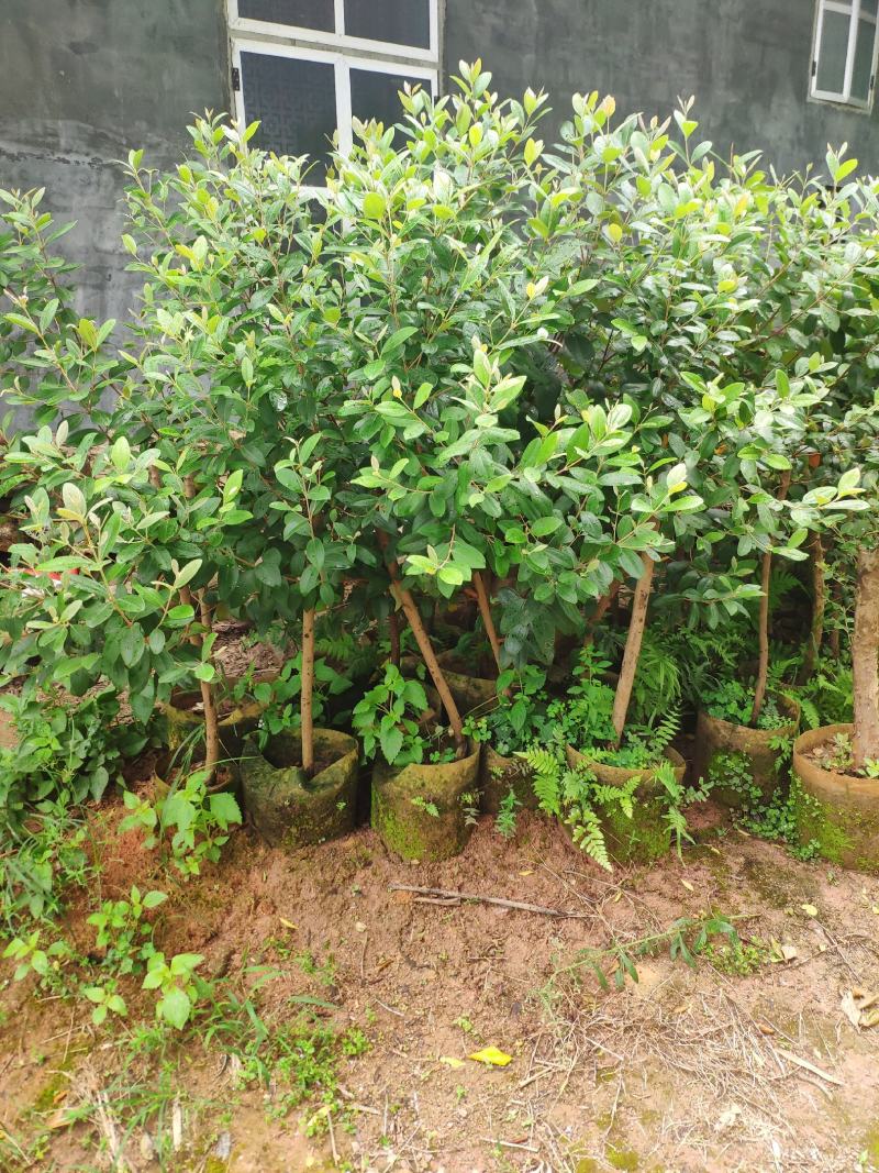 桃金娘苗捻子苗山捻子苗大苗5到15年苗当年结果盆栽风景树
