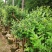 桃金娘苗捻子苗山捻子苗大苗5到15年苗当年结果盆栽风景树