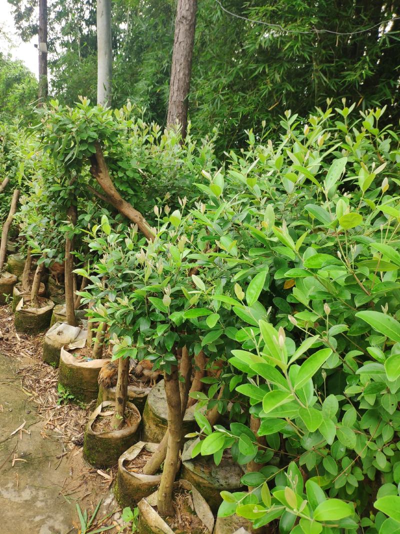桃金娘苗捻子苗山捻子苗大苗5到15年苗当年结果盆栽风景树