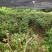 桃金娘苗捻子苗山捻子苗大苗5到15年苗当年结果盆栽风景树