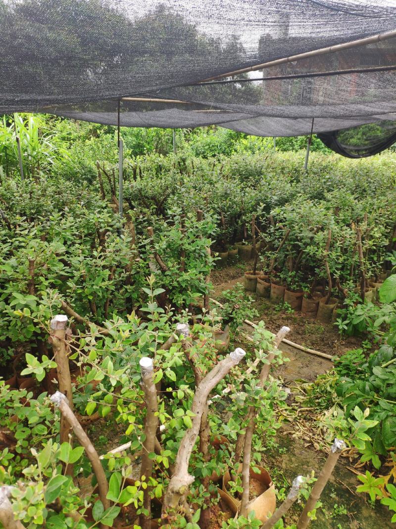 桃金娘苗捻子苗山捻子苗大苗5到15年苗当年结果盆栽风景树