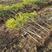 石榴苗突尼斯软籽石榴苗基地直发现挖现发