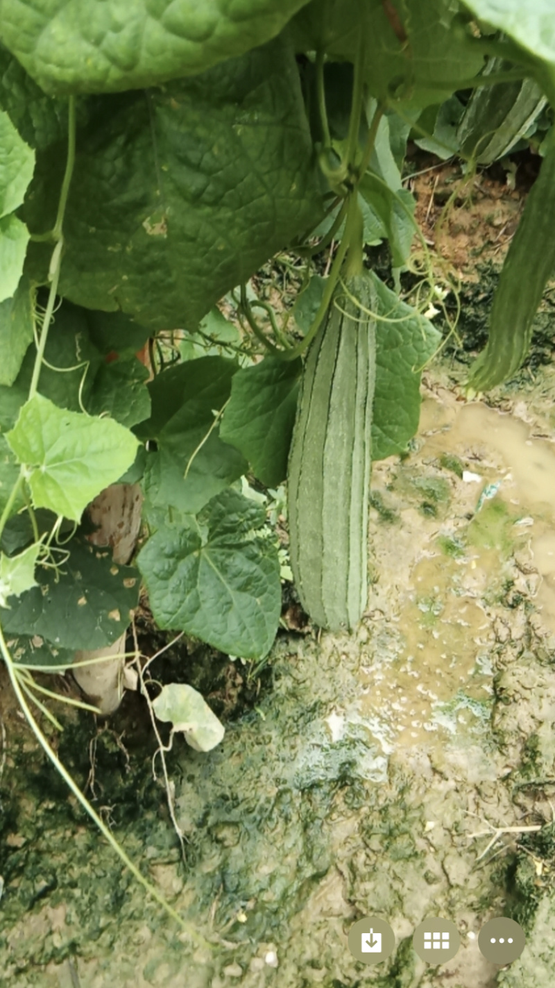 花瓜、丝瓜、肉丝瓜。
