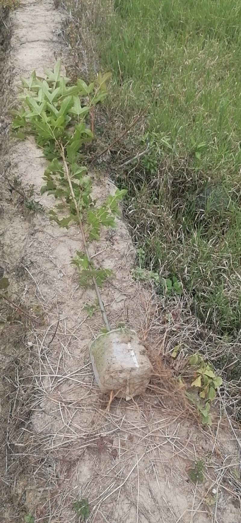 枫香2斤，3斤容器苗！无纺布！真实苗源，诚信可靠！
