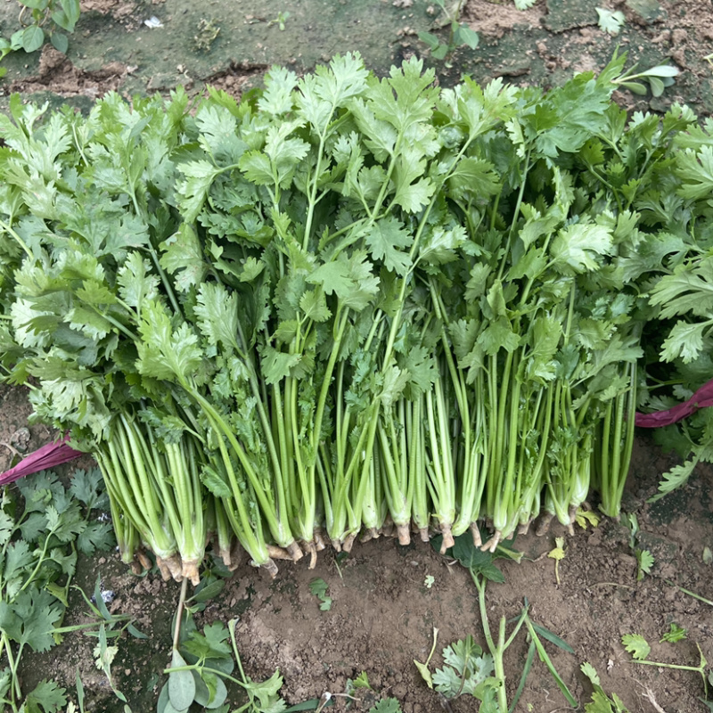 精品香菜🔥🔥🔥大量上市有需要的老板联系！