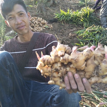 广西大瑶山山地姜，种姜，2两起，优质货源，保质保量发货