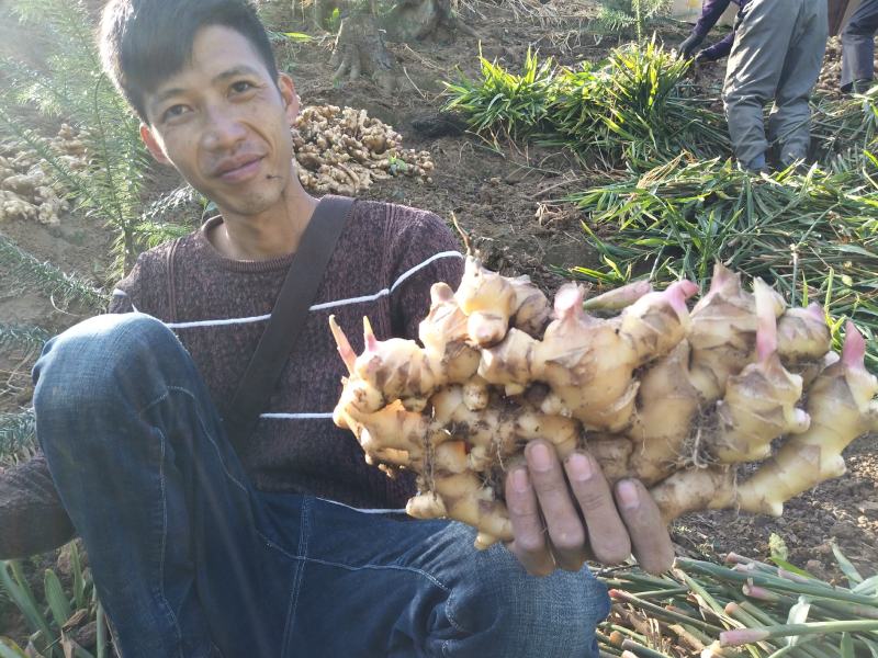广西大瑶山山地姜，种姜，2两起，优质货源，保质保量发货