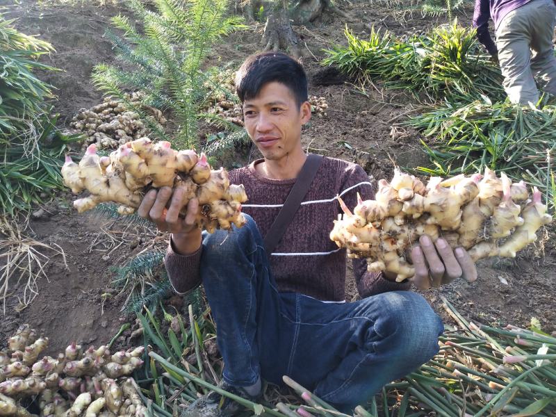 广西大瑶山山地姜，种姜，2两起，优质货源，保质保量发货