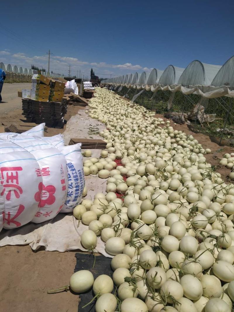 玉菇瓜甘肃玉门市花海镇小金湾乡胜陇源合作社