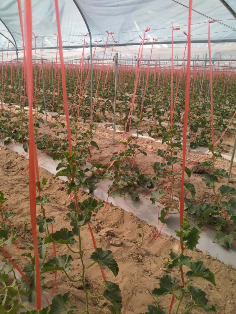 玉菇瓜甘肃玉门市花海镇小金湾乡胜陇源合作社