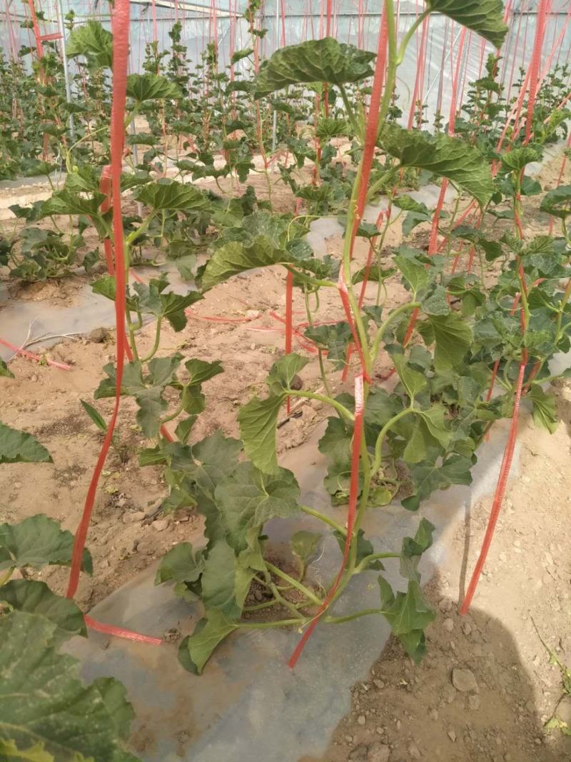 玉菇瓜甘肃玉门市花海镇小金湾乡胜陇源合作社