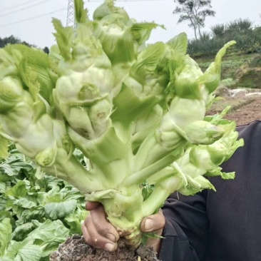 四川本地儿菜大量供应