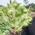四川本地儿菜大量供应