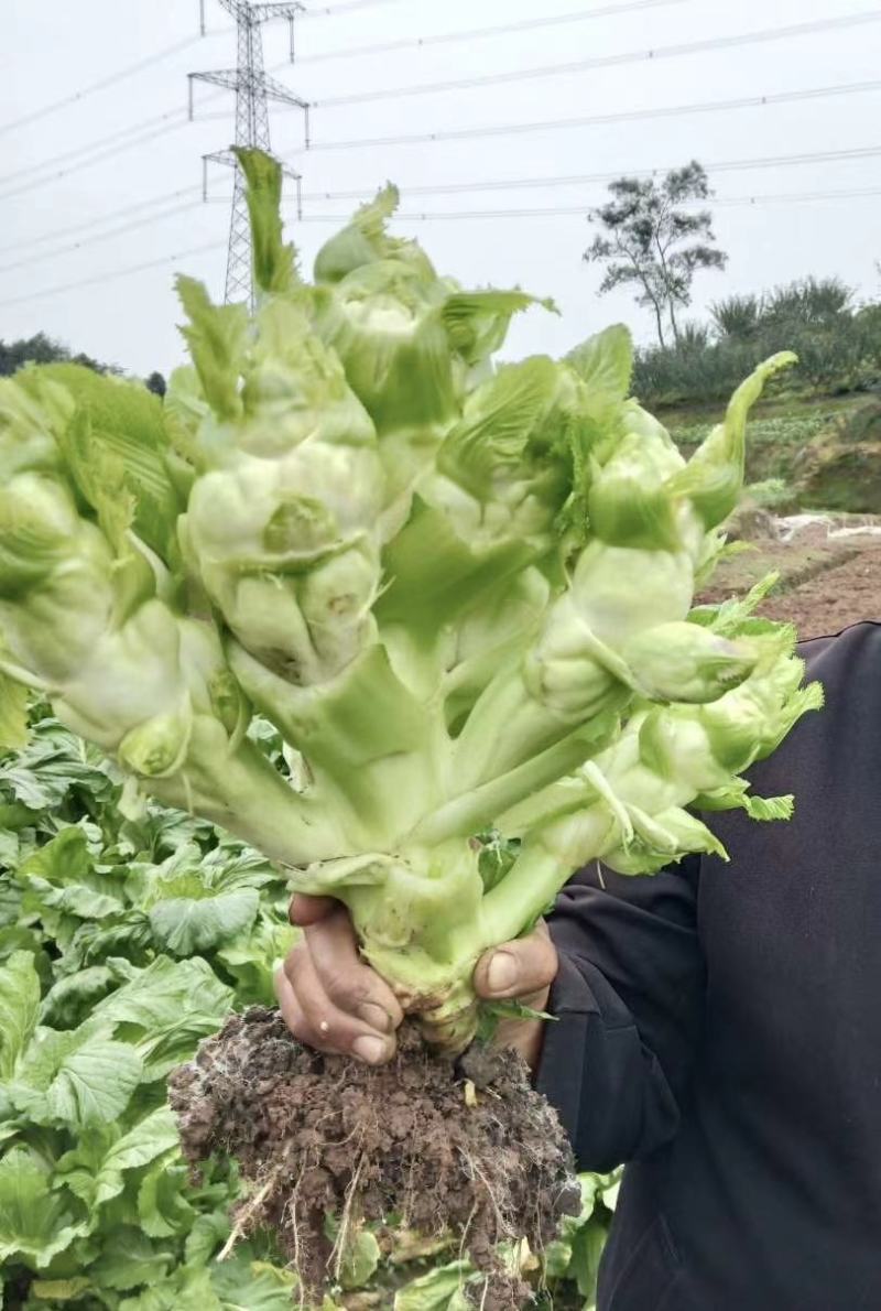 四川本地儿菜大量供应