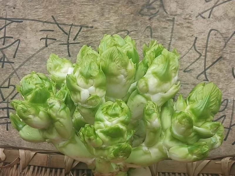 四川本地儿菜大量供应