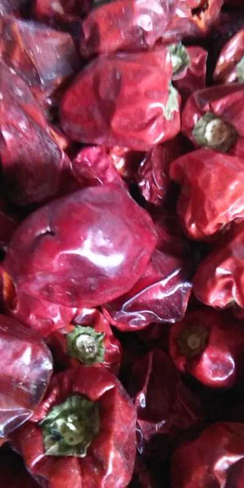 王记灯笼椒干辣椒辣度香辣前期