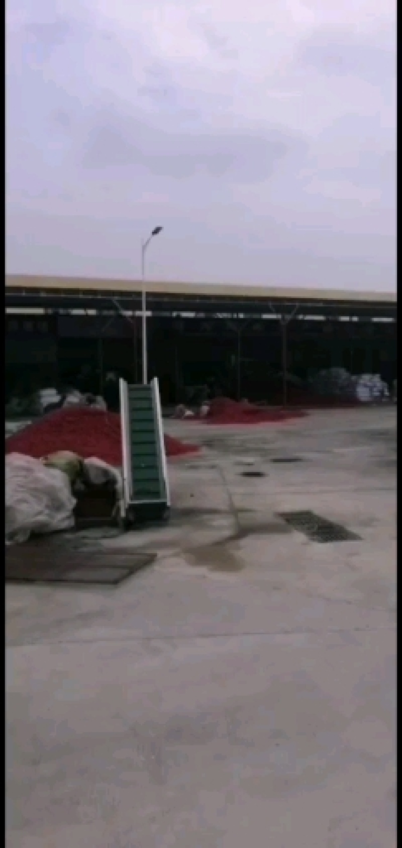 王记灯笼椒干辣椒辣度香辣前期