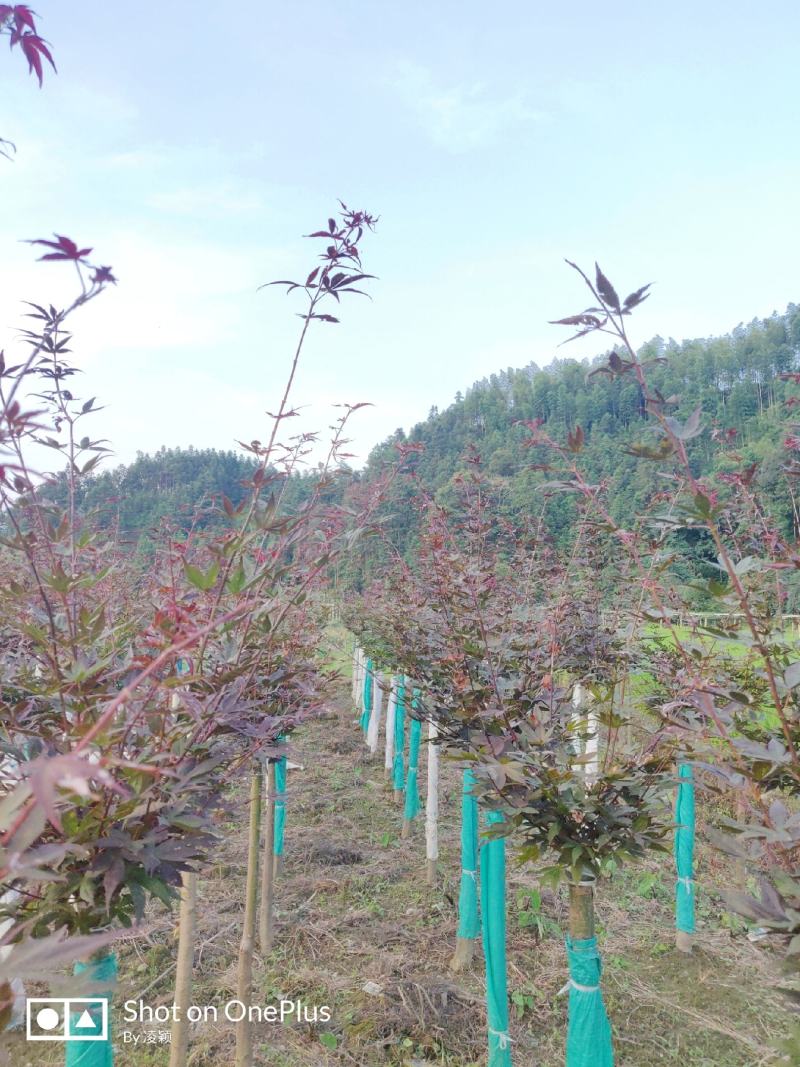 热销三季红红枫工程苗佳选3公分及以上