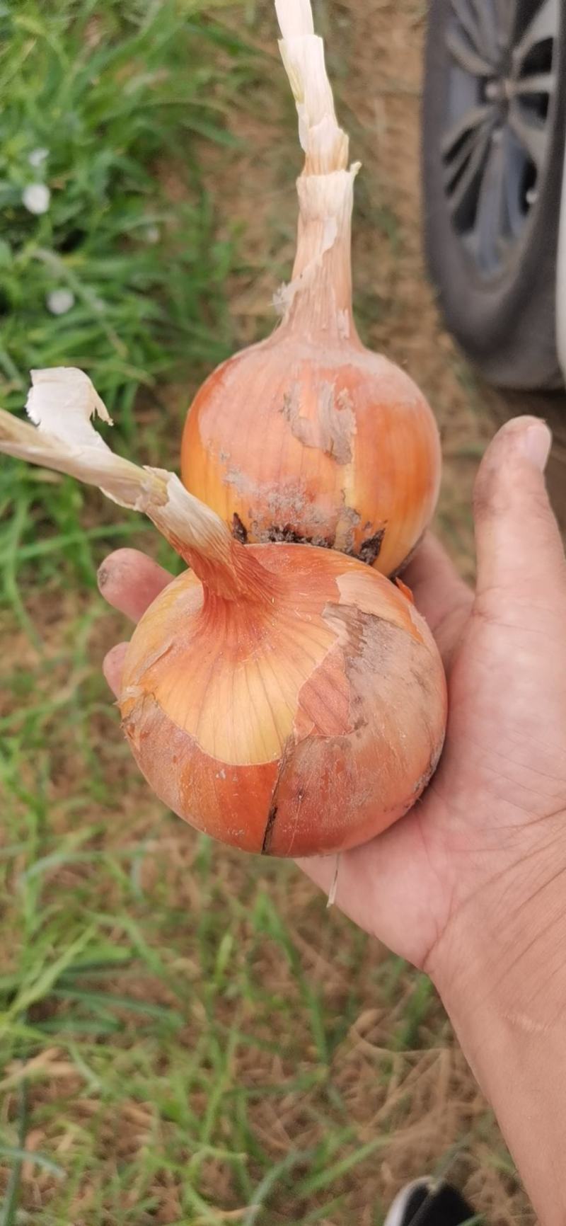 小黄皮洋葱，5-8----6-9公分，品种洋葱常年供应