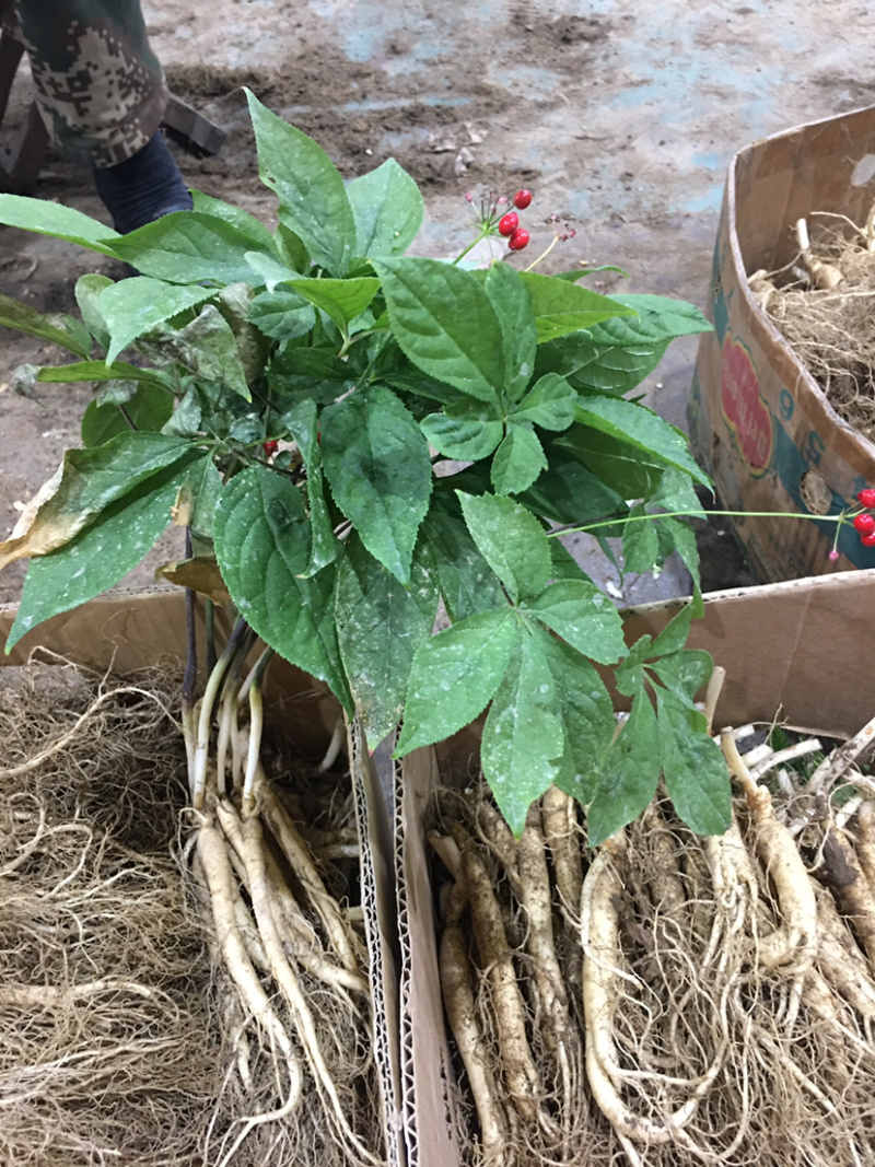 送鹿茸，长白山鲜人参苗100棵起批种植可以煲汤赠送礼盒