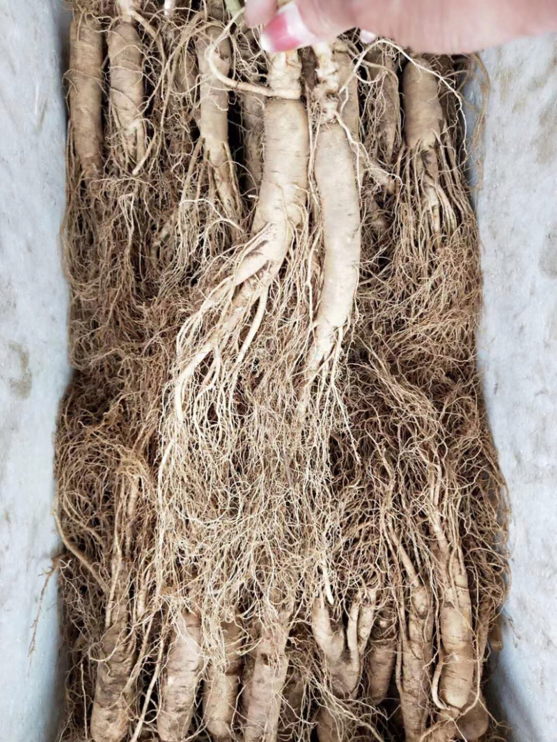 送鹿茸，长白山鲜人参苗100棵起批种植可以煲汤赠送礼盒