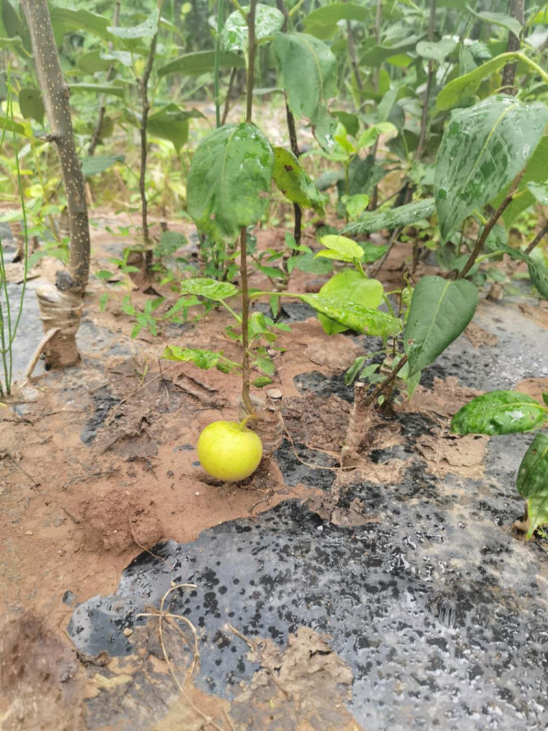 【自家苗圃】脆冠梨树苗成活率高免费提供种植技术
