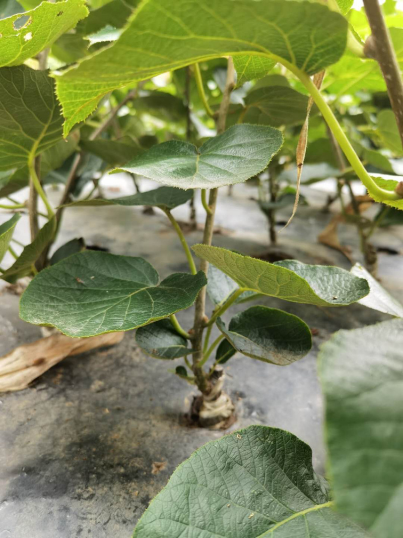 【热销】苍溪红心猕猴桃苗产地发货优质嫁接苗品种保证包成活