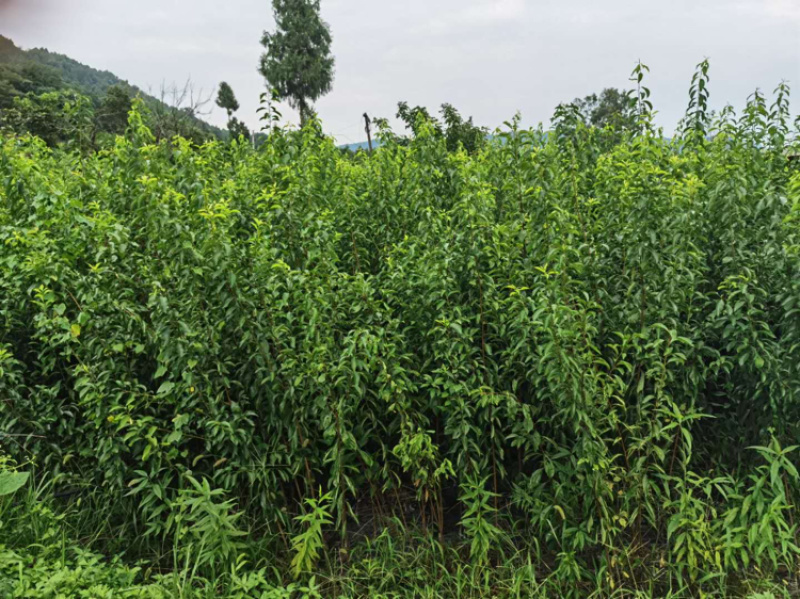 【基地发】苍溪蜂糖李子苗嫁接苗基地直供批发量大品质保证