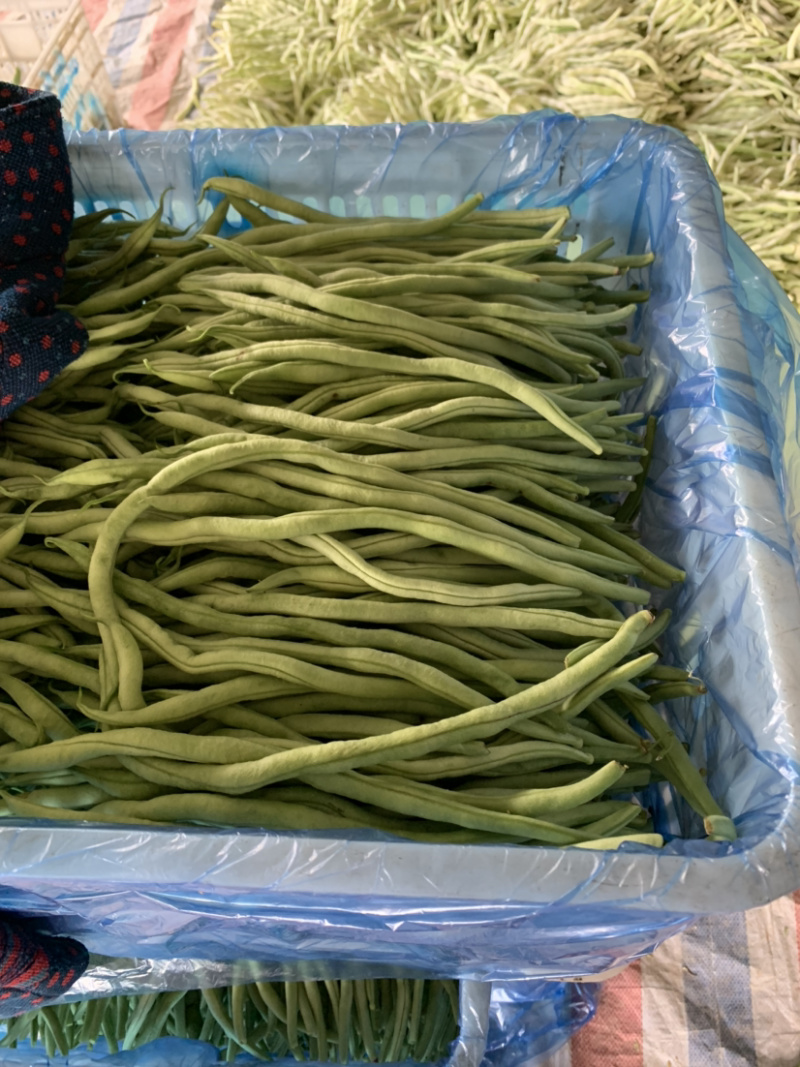 各种豆角大量上市，好通货。