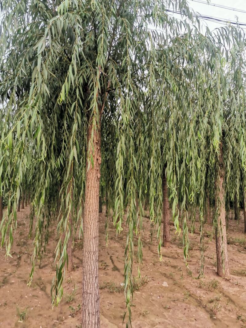 山东嫁接垂柳，200亩苗圃直接供货。当天挖树，当天装车