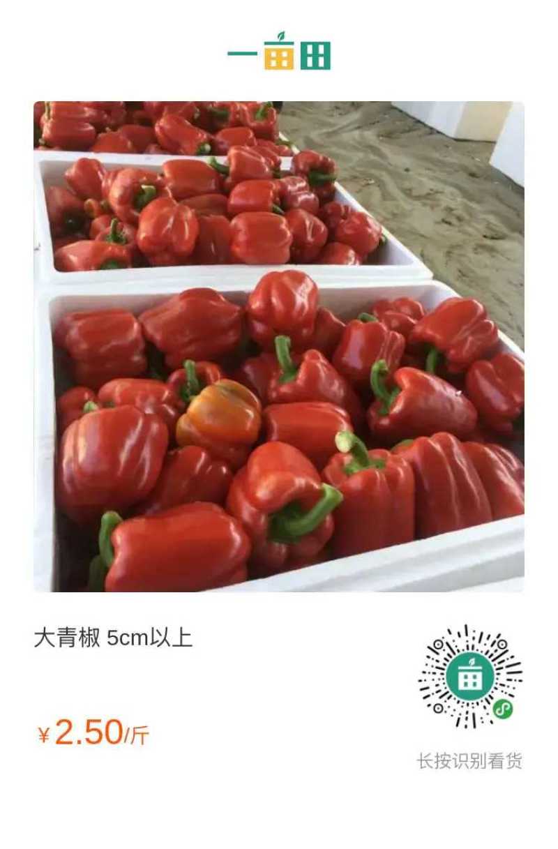彩椒红黄绿椒，全部上市中，